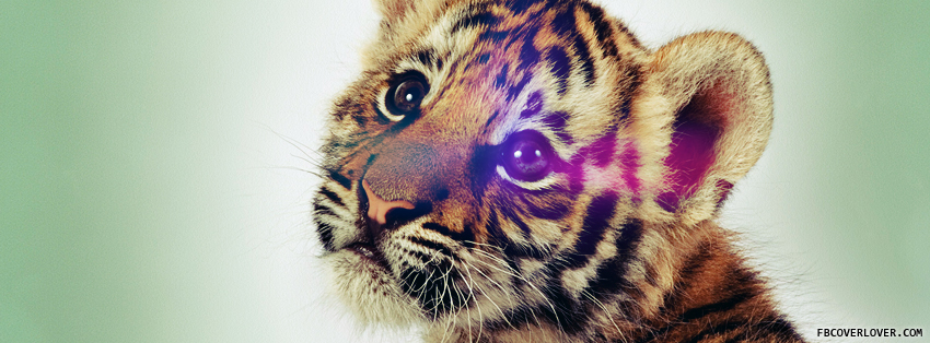 Baby Tiger Facebook Timeline  Profile Covers