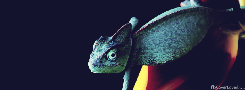 Chameleon Facebook Covers More Animals Covers for Timeline
