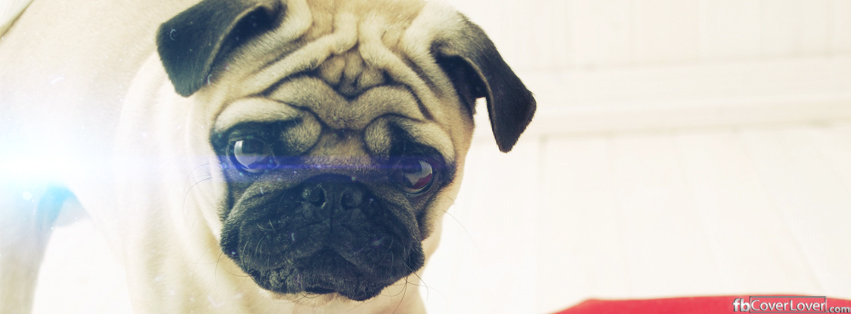 Cute Doggie Pup Facebook Covers More Animals Covers for Timeline