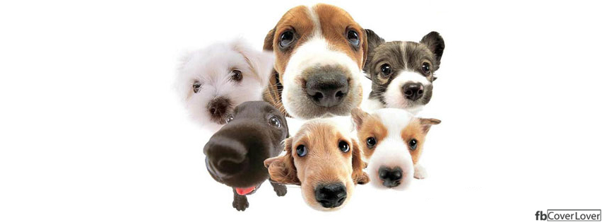Cute Puppies Facebook Timeline  Profile Covers