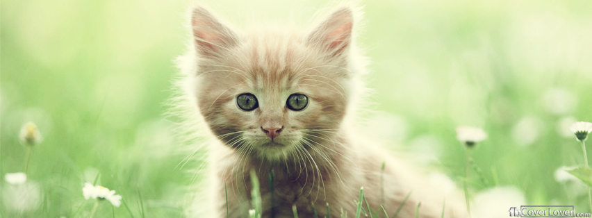 Cute Kitten Facebook Covers More Animals Covers for Timeline