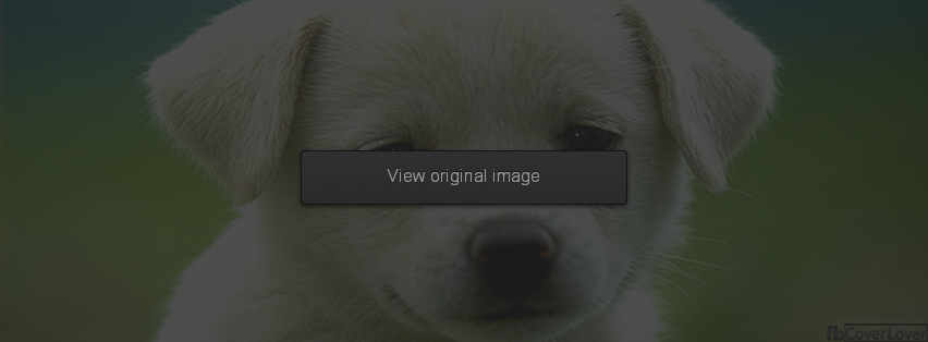 Cute puppy Facebook Covers More Animals Covers for Timeline
