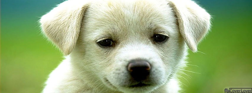 Cute puppy Facebook Timeline  Profile Covers