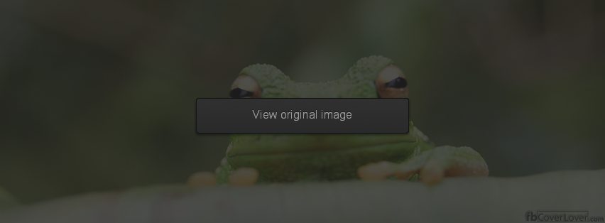 Peeking Frog Facebook Covers More Animals Covers for Timeline