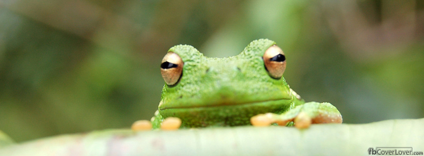 Peeking Frog Facebook Timeline  Profile Covers