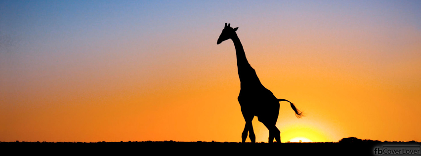 Giraffe in the sunset Facebook Timeline  Profile Covers