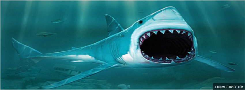 Shark 3D Facebook Covers More Animals Covers for Timeline