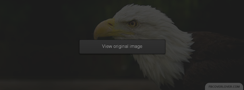 Bald Eagle Facebook Covers More Animals Covers for Timeline