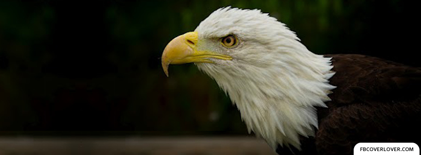 Bald Eagle Facebook Covers More Animals Covers for Timeline