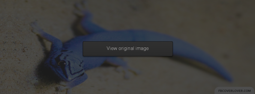 Blue Lizard Facebook Covers More Animals Covers for Timeline