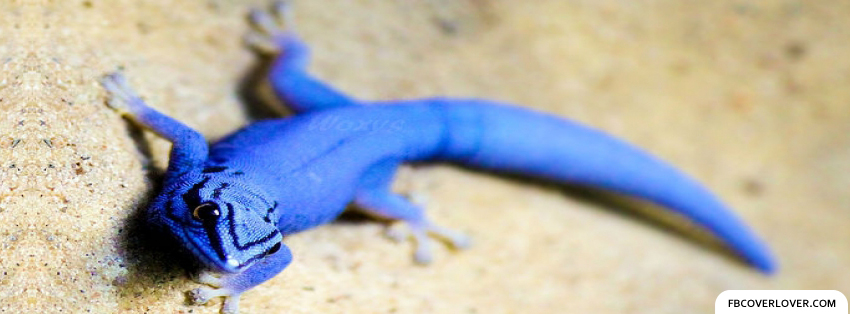 Blue Lizard Facebook Covers More Animals Covers for Timeline