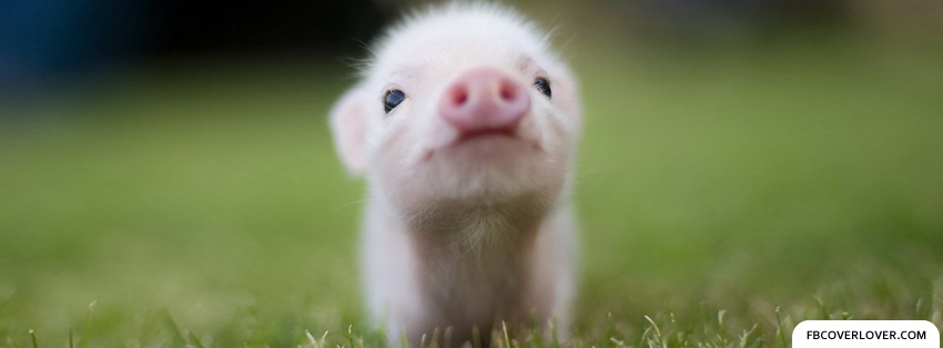 Cute Piglet Facebook Covers More Animals Covers for Timeline