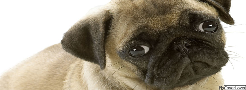 Puppy Dog Facebook Timeline  Profile Covers