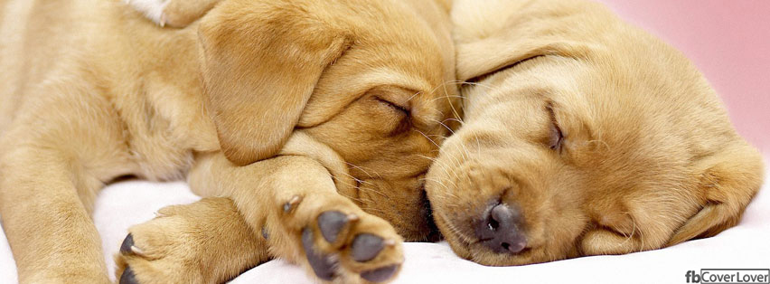 Cuddling Pups Facebook Covers More Animals Covers for Timeline