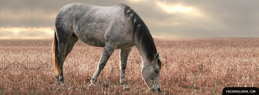 Horse Grazing Facebook Timeline  Profile Covers