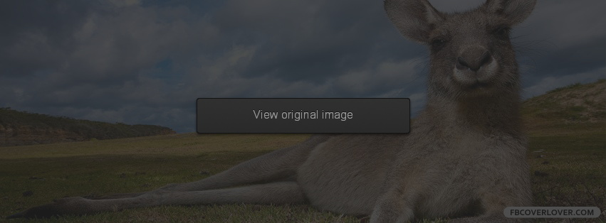 Kangaroo Facebook Covers More Animals Covers for Timeline