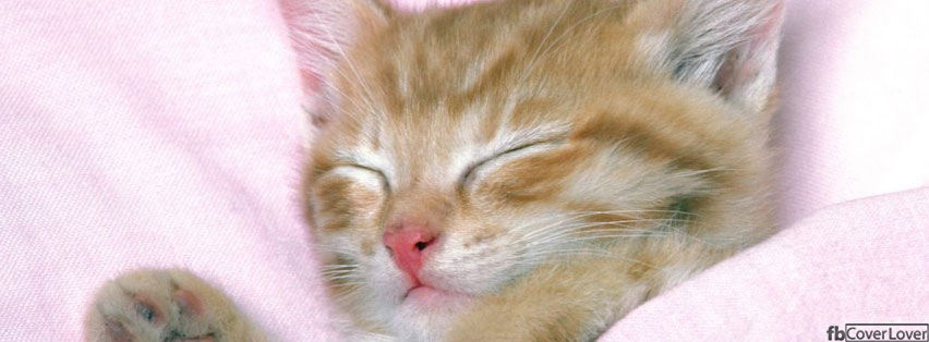 kitty cat napping Facebook Covers More Animals Covers for Timeline