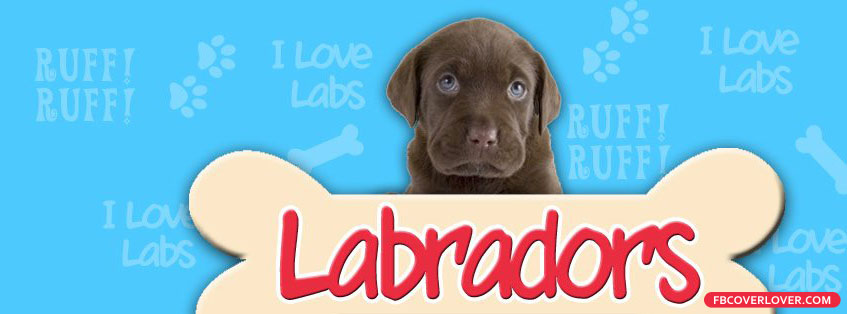 Labradors Facebook Timeline  Profile Covers