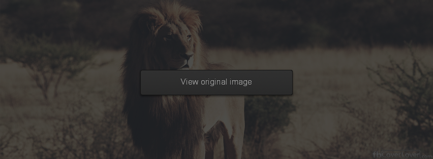 Lion in the wilderness Facebook Covers More Animals Covers for Timeline
