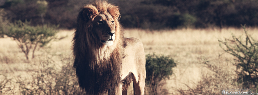 Lion in the wilderness Facebook Covers More Animals Covers for Timeline