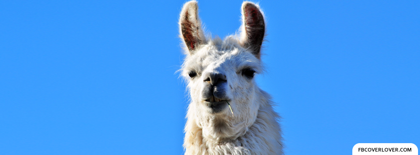 Llama Facebook Covers More Animals Covers for Timeline