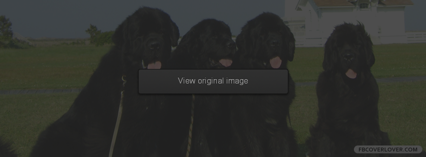 Newfoundland Dogs Facebook Covers More Animals Covers for Timeline