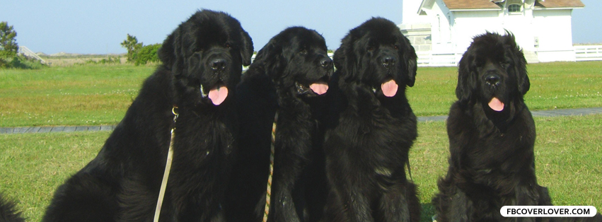 Newfoundland Dogs Facebook Covers More Animals Covers for Timeline