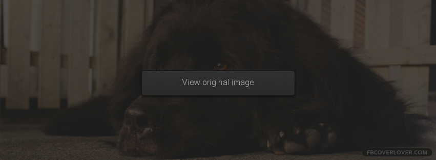 Newfoundland Dog Facebook Covers More Animals Covers for Timeline