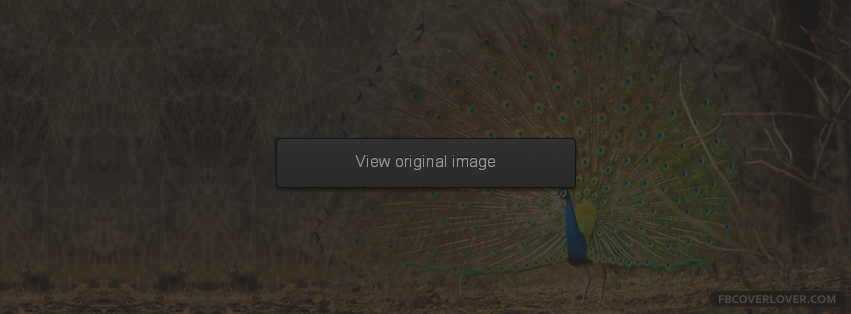 Peacock Facebook Covers More Animals Covers for Timeline