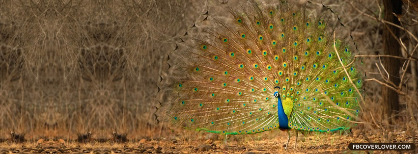 Peacock Facebook Timeline  Profile Covers