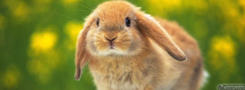 Peek a boo rabbit Facebook Timeline  Profile Covers