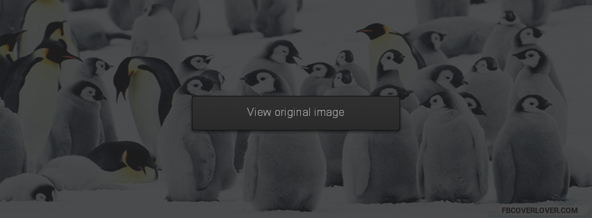 Penguin Awareness Day Facebook Covers More causes Covers for Timeline