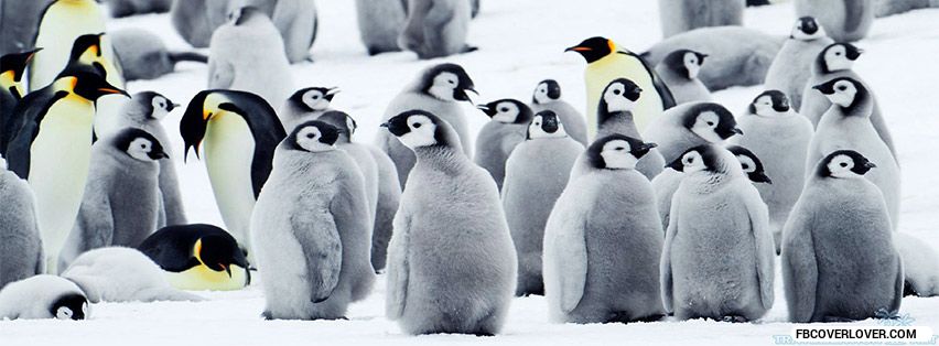 Penguin Awareness Day Facebook Covers More causes Covers for Timeline