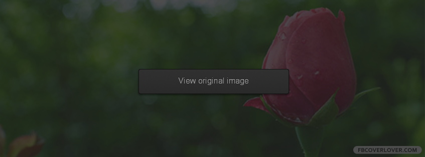 Pink Rose Facebook Covers More Nature_Scenic Covers for Timeline
