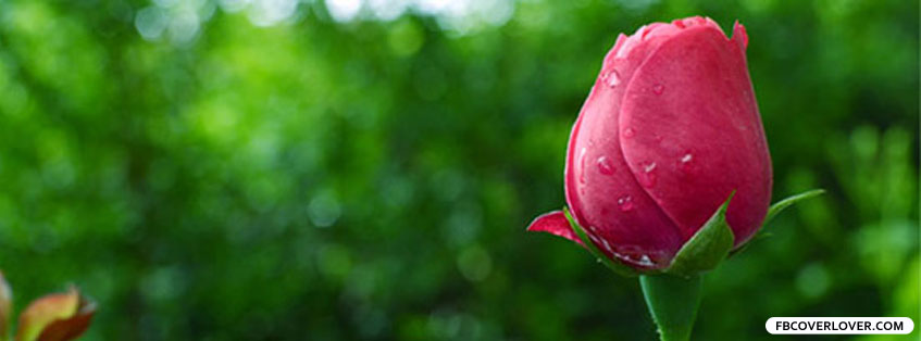 Pink Rose Facebook Covers More Nature_Scenic Covers for Timeline
