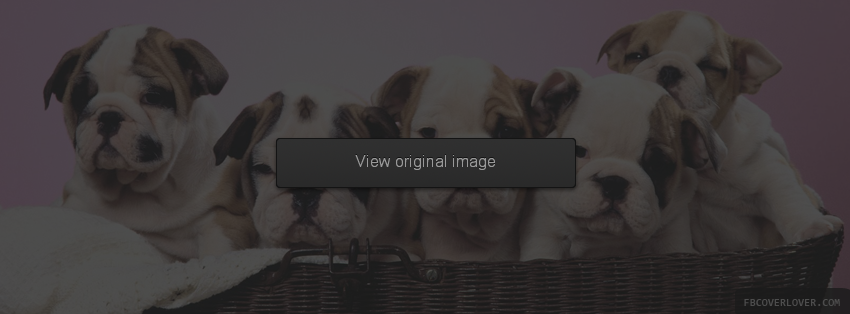 Puppies In A Basket Facebook Covers More Animals Covers for Timeline