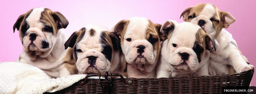 Puppies In A Basket Facebook Timeline  Profile Covers