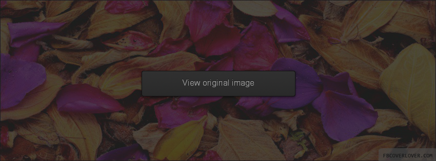 Autumn Rose Pedals Facebook Covers More Seasonal Covers for Timeline