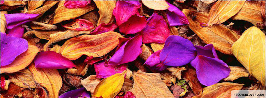 Autumn Rose Pedals Facebook Covers More Seasonal Covers for Timeline