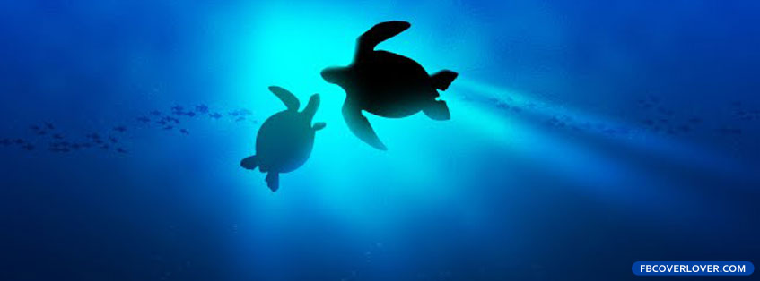 Sea Turtles 2 Facebook Timeline  Profile Covers