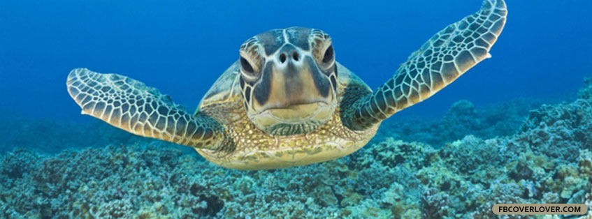 Sea Turtles Facebook Timeline  Profile Covers