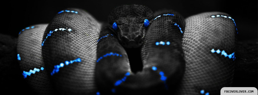 Snake Stare Facebook Timeline  Profile Covers