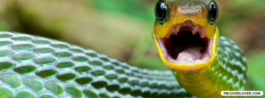 Snake Close Up Facebook Covers More Animals Covers for Timeline