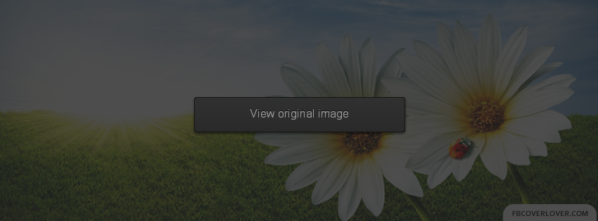 Summer Daisies Facebook Covers More Seasonal Covers for Timeline