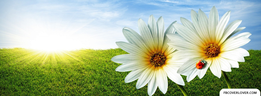 Summer Daisies Facebook Timeline  Profile Covers