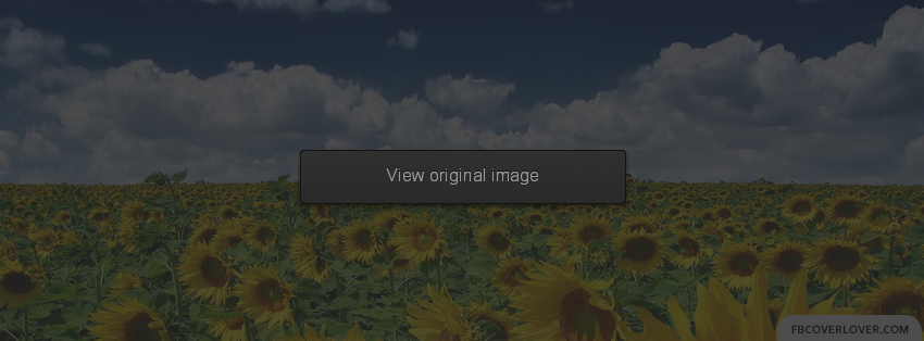 Field Of Sunflowers Facebook Covers More Seasonal Covers for Timeline