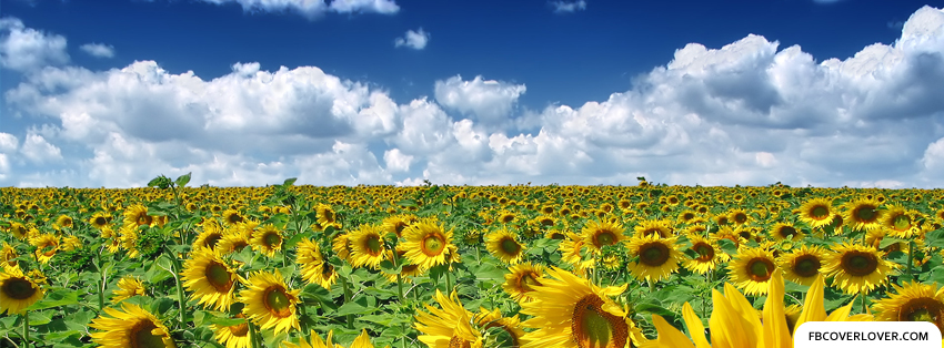 Field Of Sunflowers Facebook Timeline  Profile Covers