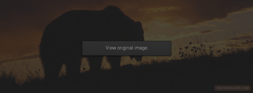 Bear In The Sunset Facebook Covers More Animals Covers for Timeline