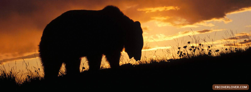 Bear In The Sunset Facebook Covers More Animals Covers for Timeline