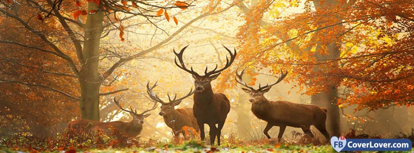 Autumn Forest Deers